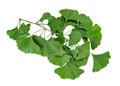 Ginkgo biloba