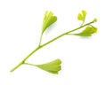 Ginkgo biloba branch with leaves