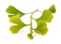 Ginkgo biloba branch with leaves