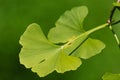 Ginkgo biloba