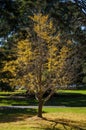 Landscaped park view with autumn tones of a Ginkgo Biloba or Maiden Hair Tree Royalty Free Stock Photo
