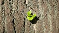 Ginkgo biloba the first spring leaves on the tree bark Royalty Free Stock Photo