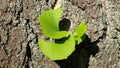 Ginkgo biloba the first spring leaves on the tree bark Royalty Free Stock Photo