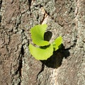 Ginkgo biloba the first spring leaves on the tree bark Royalty Free Stock Photo