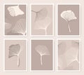 Ginkgo biloba flowers posters set of thin and flat icons shapes in beige and brown colors. Herbal medicine pastel plant