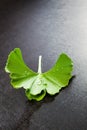 Ginkgo biloba Royalty Free Stock Photo