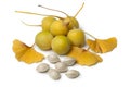 Ginkgo biloba fruit, nuts and leaves Royalty Free Stock Photo
