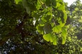 Ginkgo biloba or gingko or maidenhair tree with spring green foliage