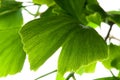 Ginkgo biloba green leaf Royalty Free Stock Photo