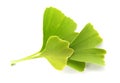 Ginkgo biloba green leaves Royalty Free Stock Photo