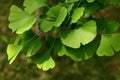 Ginkgo biloba green leaves on a tree Royalty Free Stock Photo