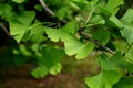 Ginkgo biloba green leaves on a tree Royalty Free Stock Photo