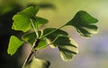 Ginkgo biloba green leaves on a tree Royalty Free Stock Photo