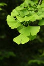 Ginkgo biloba green leaves on a tree. Ginkgo Biloba Tree Leaves on dark background Royalty Free Stock Photo