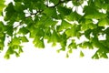 Ginkgo biloba green leaves on a tree. Ginkgo Biloba Tree Leaves. Green, fresh leaves of Maidenhair Royalty Free Stock Photo