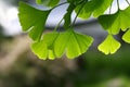 Ginkgo biloba green leaves on a tree. Ginkgo Biloba Tree Leaves. Green, fresh leaves of Maidenhair Royalty Free Stock Photo