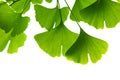 Ginkgo biloba green leaves on a tree. Ginkgo Biloba Tree Leaves on light sky Royalty Free Stock Photo