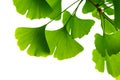 Ginkgo biloba green leaves on a tree. Ginkgo Biloba Tree Leaves on light sky Royalty Free Stock Photo