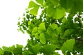 Ginkgo biloba green leaves on a tree. Ginkgo Biloba Tree Leaves on light sky Royalty Free Stock Photo