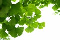 Ginkgo biloba green leaves on a tree. Ginkgo Biloba Tree Leaves on light sky Royalty Free Stock Photo