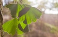 Ginkgo biloba green leaves on a tree. Ginkgo Biloba leaves on light sky
