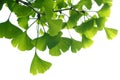 Ginkgo biloba green leaves on a tree. Ginkgo Biloba Tree Leaves on light sky Royalty Free Stock Photo