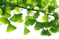 Ginkgo biloba green leaves on a tree. Ginkgo Biloba Tree Leaves on light sky Royalty Free Stock Photo