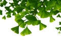 Ginkgo biloba green leaves on a tree. Ginkgo Biloba Tree Leaves on light sky Royalty Free Stock Photo