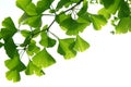 Ginkgo biloba green leaves on a tree. Ginkgo Biloba Tree Leaves on light sky Royalty Free Stock Photo