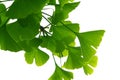 Ginkgo biloba green leaves on a tree. Ginkgo Biloba Tree Leaves on light sky Royalty Free Stock Photo