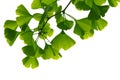 Ginkgo biloba green leaves on a tree. Ginkgo Biloba Tree Leaves on light sky Royalty Free Stock Photo