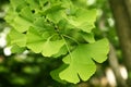 Ginkgo biloba green leaves on a tree. Ginkgo Biloba Tree Leaves with Water Drops Royalty Free Stock Photo