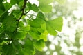 Ginkgo biloba green leaves on a tree. Ginkgo Biloba Tree Leaves with Water Drops Royalty Free Stock Photo