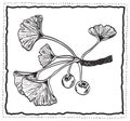 Ginkgo biloba hand-drawn branch with leaves