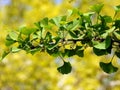 Ginkgo biloba