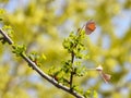 the bud of Ginkgo biloba