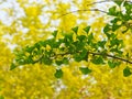 Ginkgo biloba