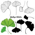 Vector set of outline Gingko or Ginkgo biloba leaves in black and green isolated on white background. Relict contour plant Gingko.