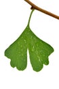 Ginkgo biloba leaf with dew drops Royalty Free Stock Photo