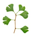 Ginkgo biloba leaf with dew drops Royalty Free Stock Photo
