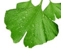 Ginkgo biloba leaf with dew drops Royalty Free Stock Photo