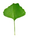 Ginkgo biloba leaf Royalty Free Stock Photo