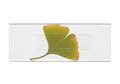A Ginkgo biloba leaf, featuring a distinct fan shape and green with hints of brown, is Royalty Free Stock Photo