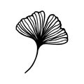 Ginkgo biloba leaf hand drawn contour line. Vector herbal icon in a Trendy Minimalist Style. Royalty Free Stock Photo