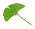 Ginkgo biloba leaf