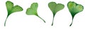 Ginkgo biloba leaf set isolated on white, watercolor hand painted illustration with green ginkgo leaf Royalty Free Stock Photo