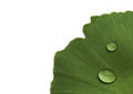 Ginkgo Biloba leaf with water drops closeup