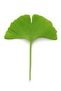 Ginkgo biloba leaf