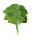 Ginkgo biloba leaves