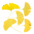 Ginkgo biloba leaves